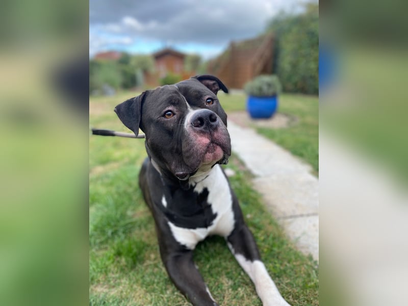 American Bully XL 5 Jahre, Anzeige ganz lesen!