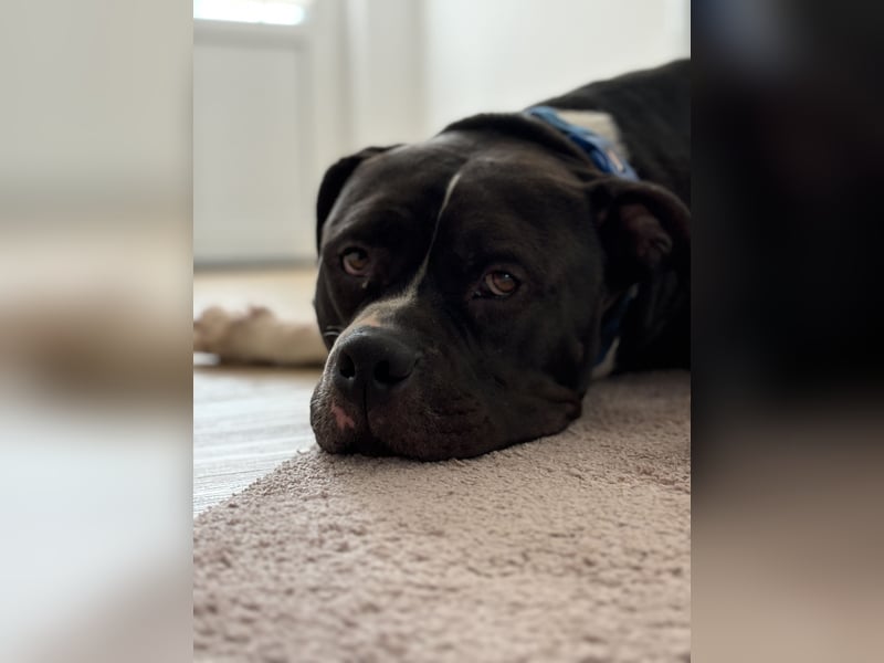 American Bully XL