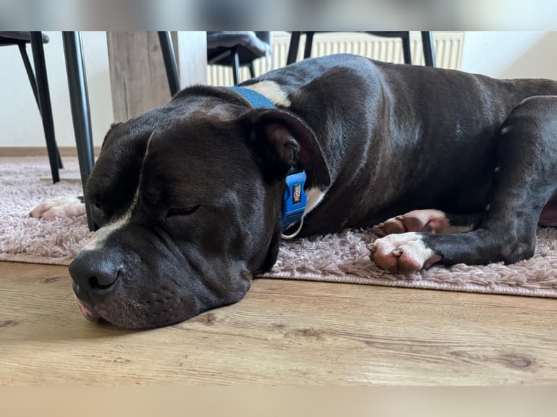 American Bully XL