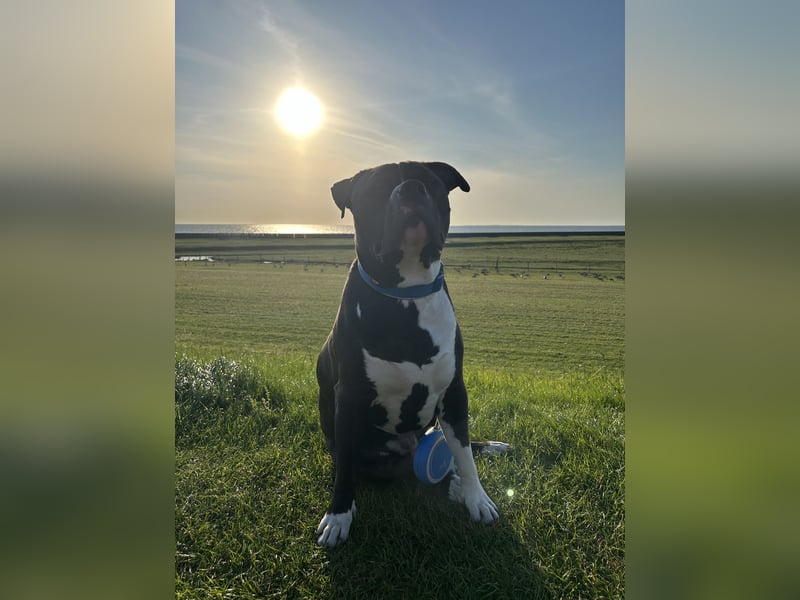 American Bully XL