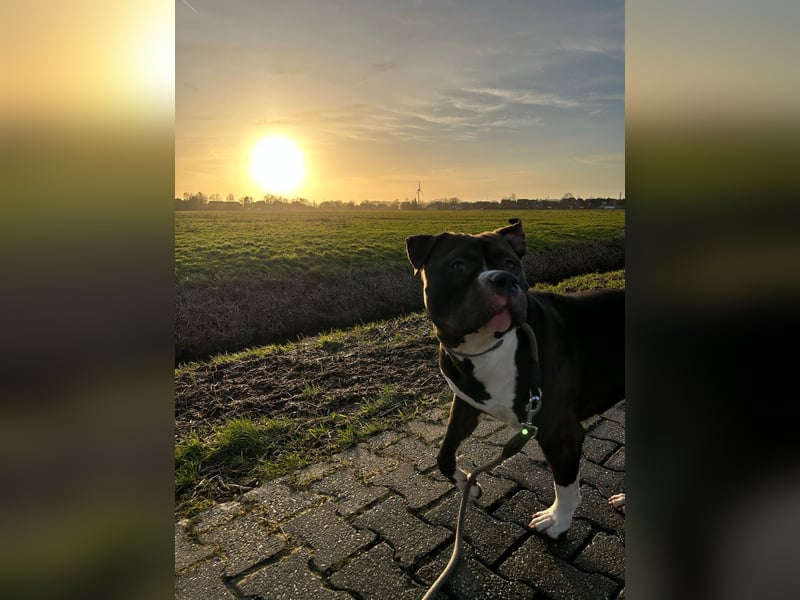 American Bully XL 5 Jahre, Anzeige ganz lesen!