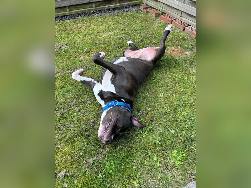 American Bully XL