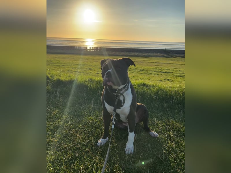 American Bully XL 5 Jahre, Anzeige ganz lesen!