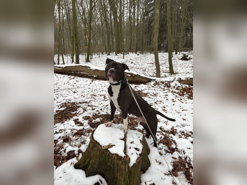 American Bully XL