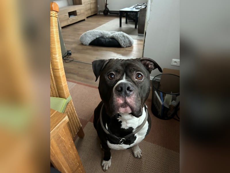 American Bully XL 5 Jahre, Anzeige ganz lesen!
