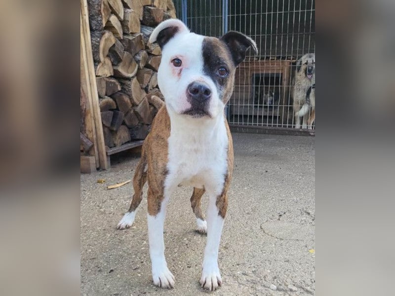 Momo ❤️ loyal, verschmust sucht Zuhause!