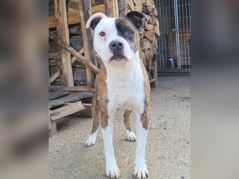 Momo ❤️ loyal, verschmust sucht Zuhause!
