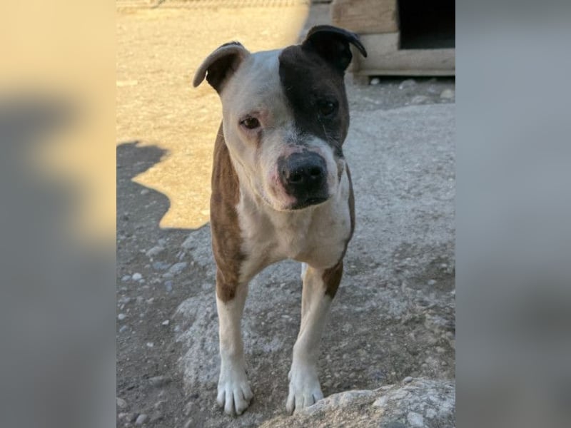 Momo ❤️ loyal, verschmust sucht Zuhause!
