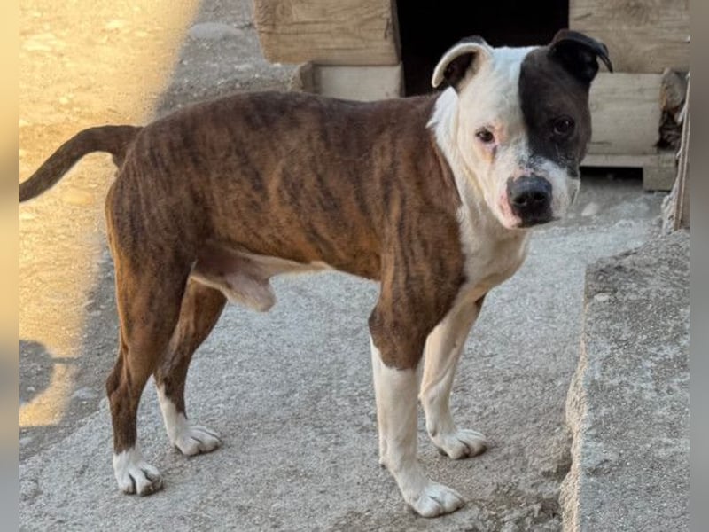 Momo ❤️ loyal, verschmust sucht Zuhause!