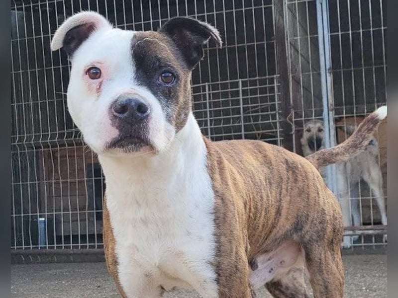 Momo ❤️ loyal, verschmust sucht Zuhause!