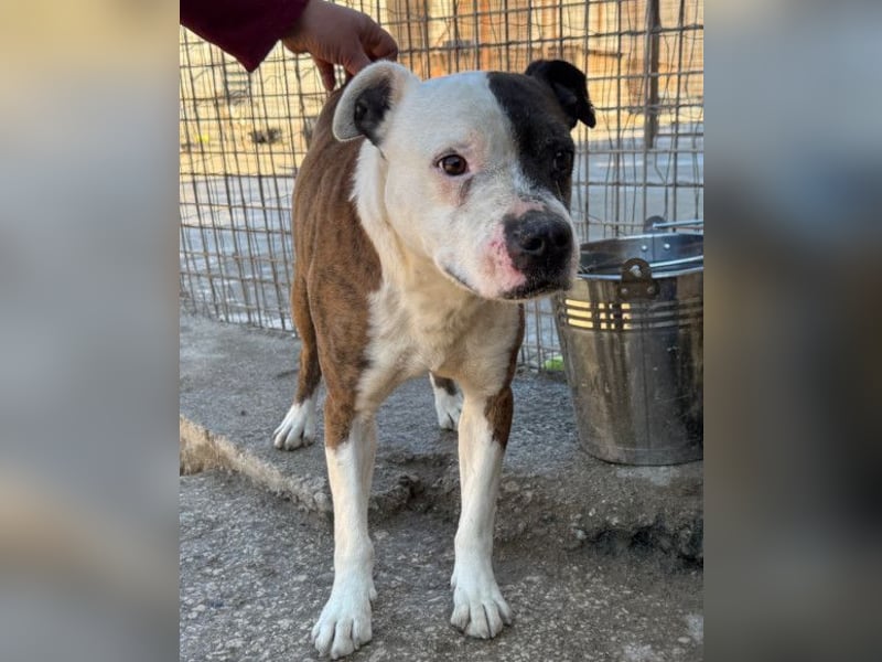 Momo ❤️ loyal, verschmust sucht Zuhause!