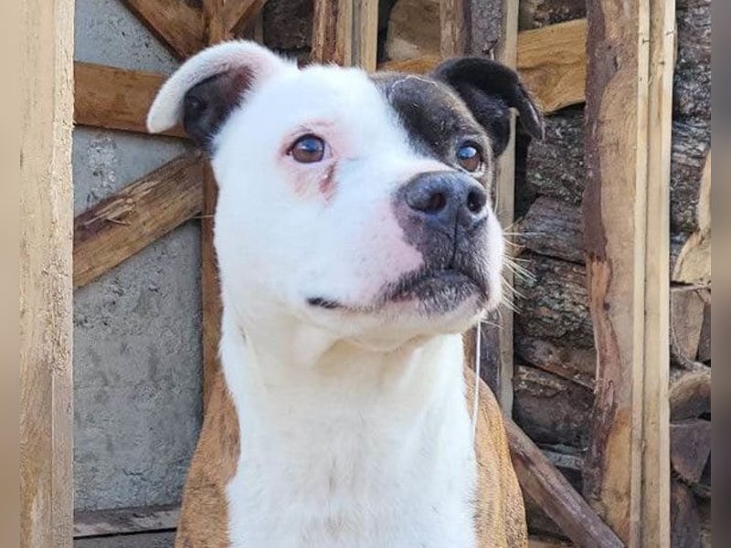Momo ❤️ loyal, verschmust sucht Zuhause!