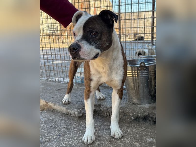 Momo ❤️ loyal, verschmust sucht Zuhause!