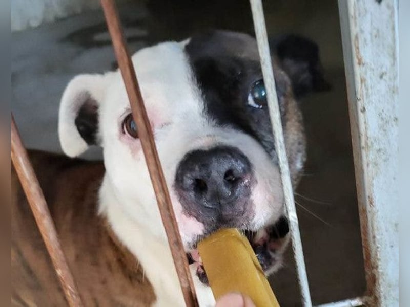 Momo ❤️ loyal, verschmust sucht Zuhause!