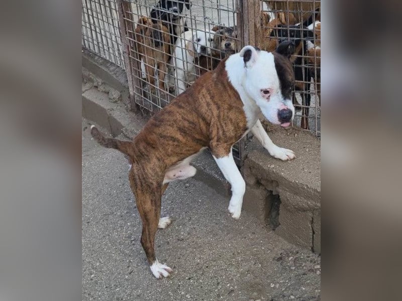 Momo ❤️ loyal, verschmust sucht Zuhause!