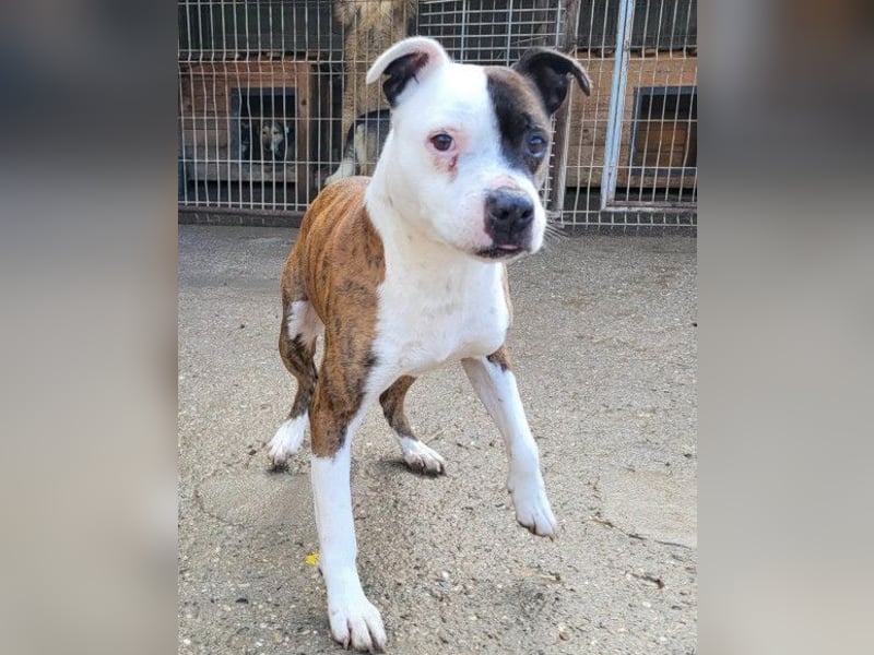 Momo ❤️ loyal, verschmust sucht Zuhause!