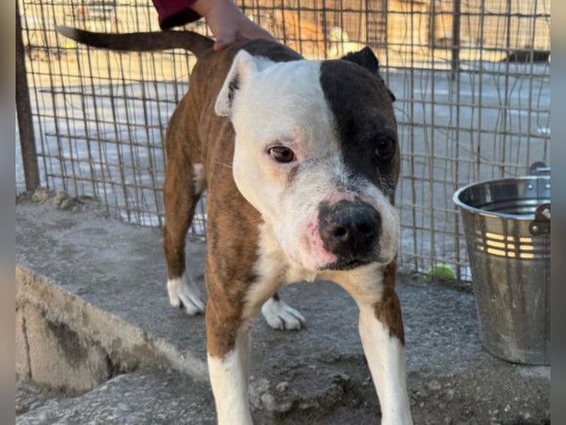 Momo ❤️ loyal, verschmust sucht Zuhause!