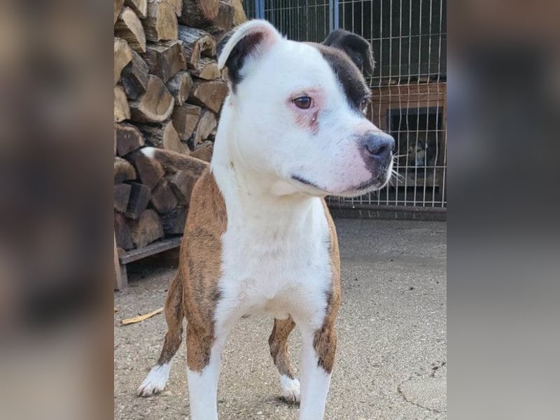 Momo ❤️ loyal, verschmust sucht Zuhause!