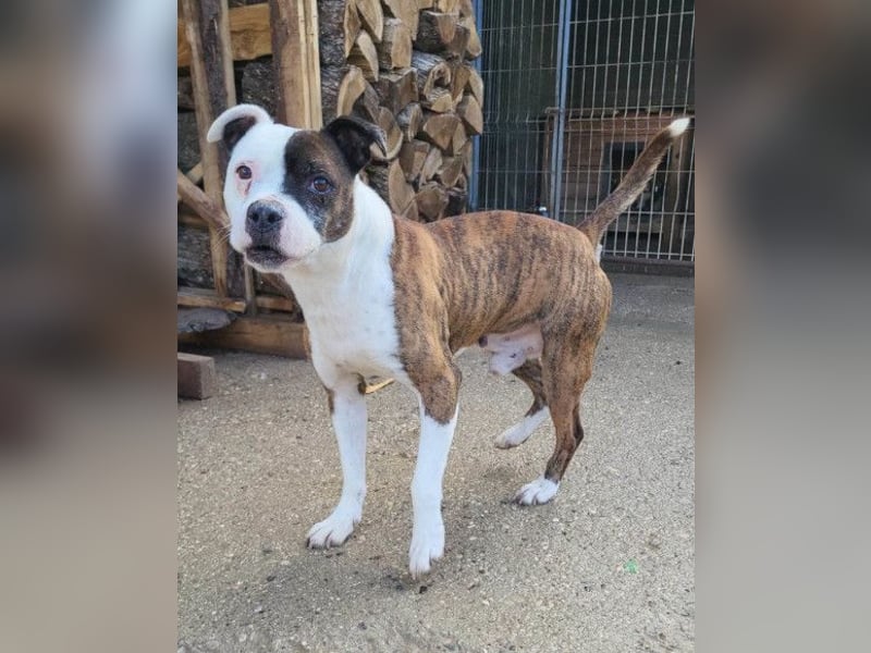 Momo ❤️ loyal, verschmust sucht Zuhause!