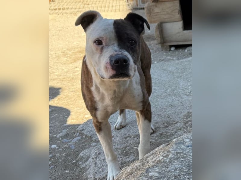 Momo ❤️ loyal, verschmust sucht Zuhause!