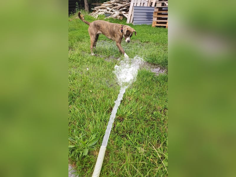 Bully mix