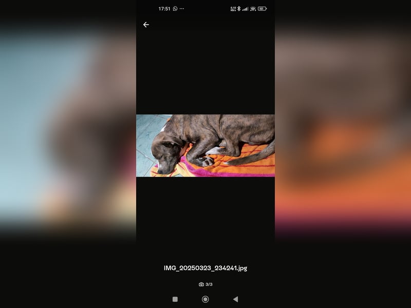 Bully mix