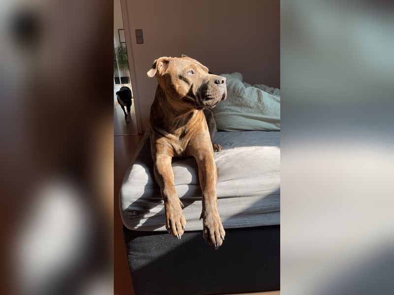 Rüde sucht ein neues zu Hause