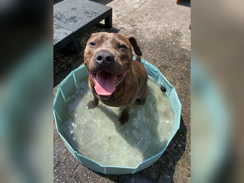 Rüde sucht ein neues zu Hause
