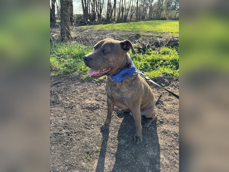Rüde sucht ein neues zu Hause