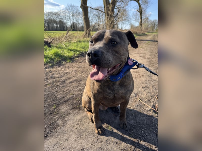 Rüde sucht ein neues zu Hause