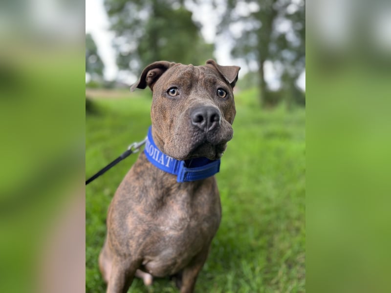 Rüde sucht ein neues zu Hause