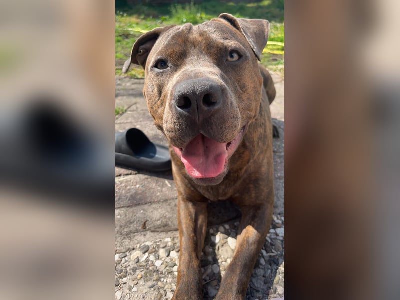 Rüde sucht ein neues zu Hause