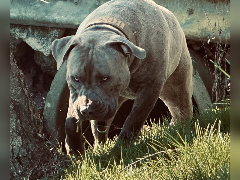 American Bully XL Deckrüde (kein Verkauf)
