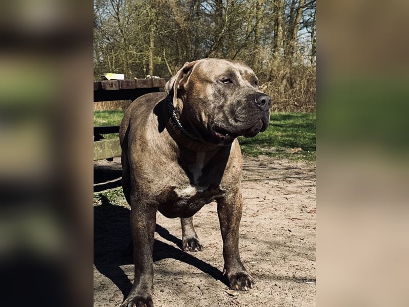 American Bully XL Deckrüde (kein Verkauf)