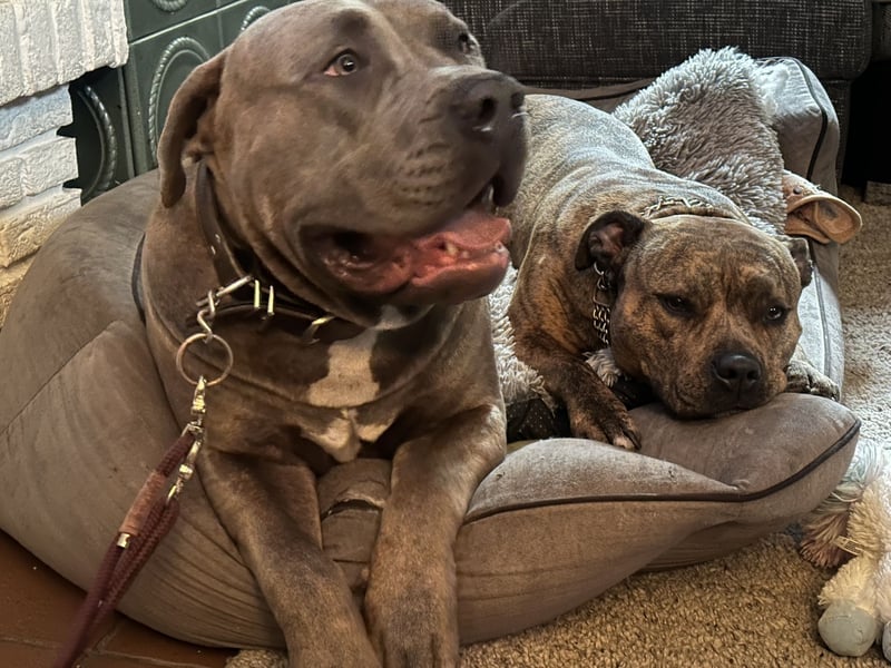 American Bully XL Deckrüde (kein Verkauf)