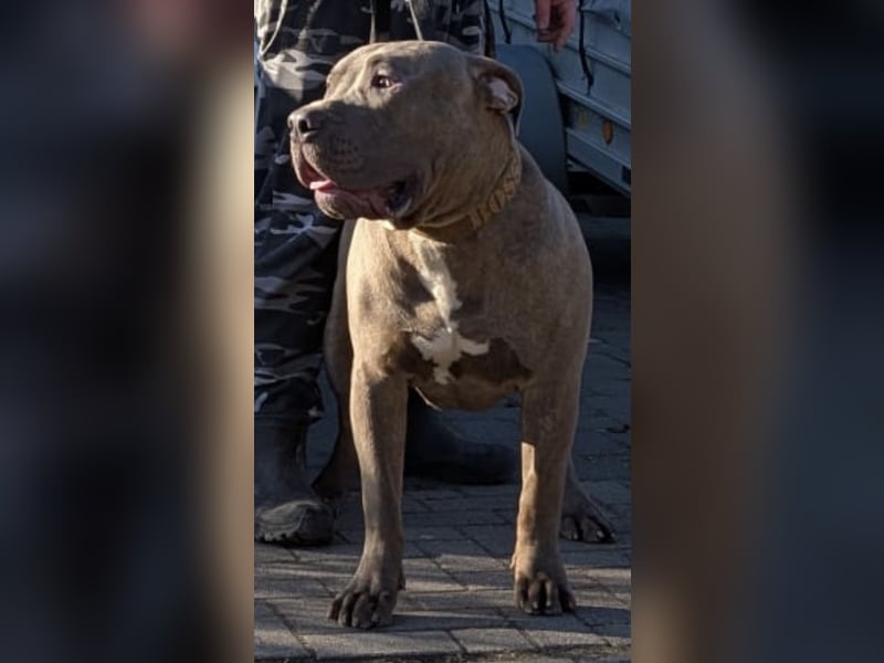 American Bully XL Deckrüde (kein Verkauf)