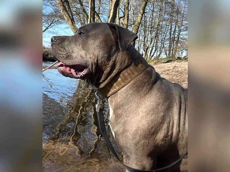 American Bully XL Deckrüde (kein Verkauf)