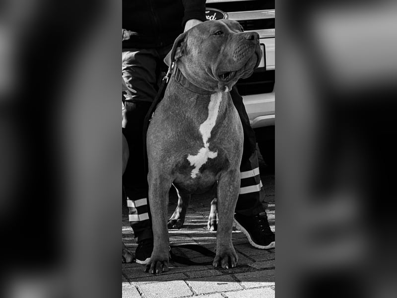 American Bully XL Deckrüde (kein Verkauf)
