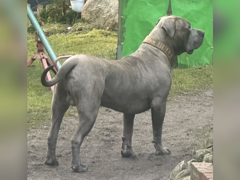 American Bully XL Deckrüde (kein Verkauf)