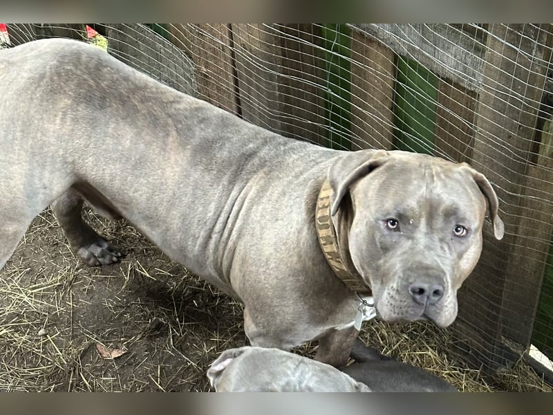 American Bully XL Deckrüde (kein Verkauf)