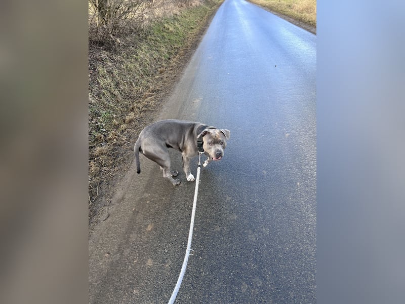 Rüde