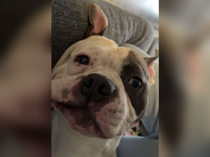 Schweren Herzens suchen wir für unseren 5 jährigen American Pocket Bully Rüden ein neues, liebevolle