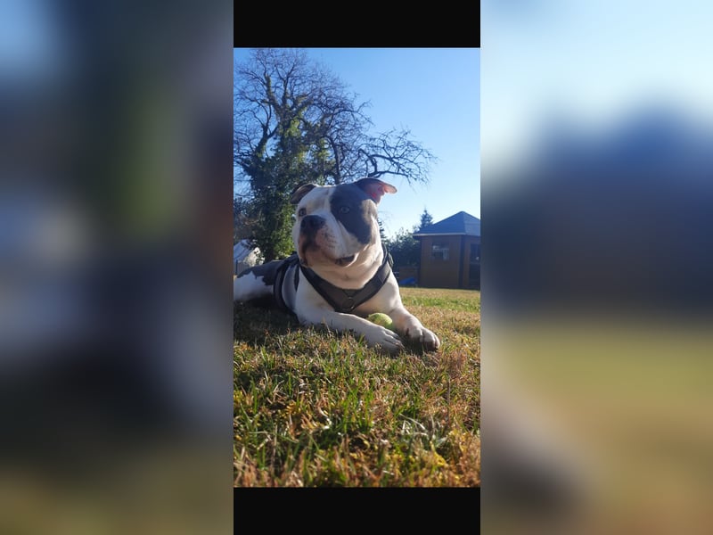 Schweren Herzens suchen wir für unseren 4-jährigen American Pocket Bully Rüden ein neues, liebevolle
