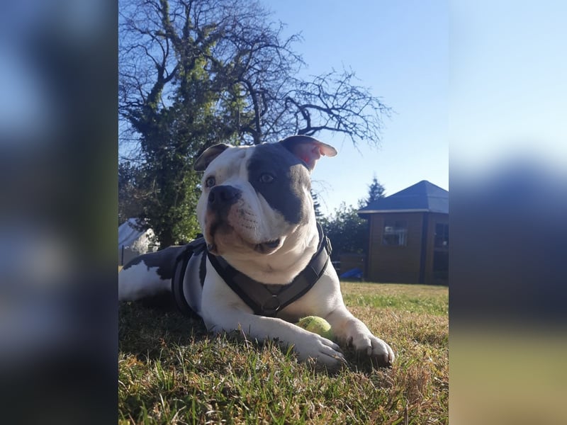 Schweren Herzens suchen wir für unseren 5 jährigen American Pocket Bully Rüden ein neues, liebevolle