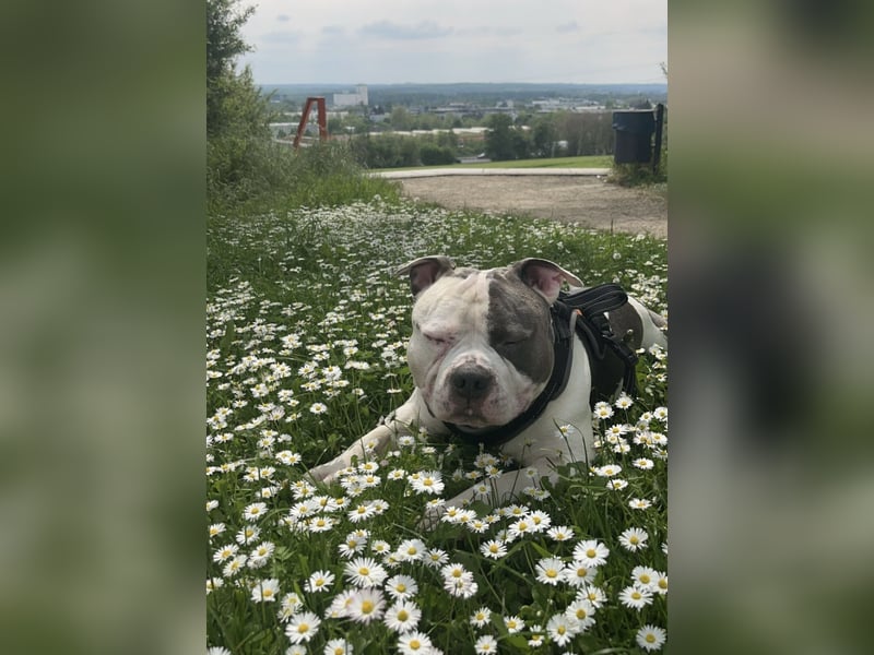 Schweren Herzens suchen wir für unseren 5 jährigen American Pocket Bully Rüden ein neues, liebevolle