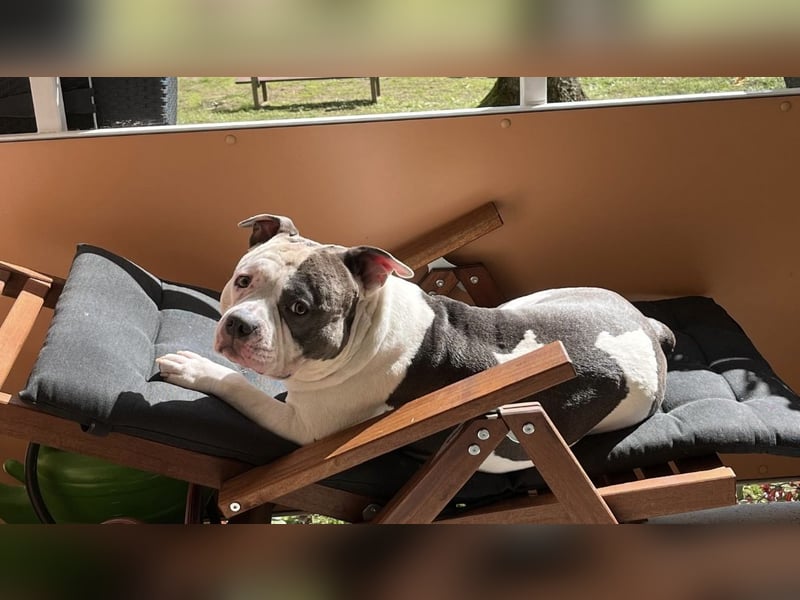 Schweren Herzens suchen wir für unseren 5 jährigen American Pocket Bully Rüden ein neues, liebevolle