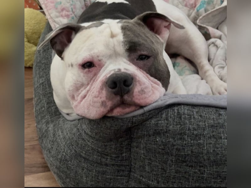 Schweren Herzens suchen wir für unseren 5 jährigen American Pocket Bully Rüden ein neues, liebevolle