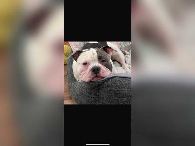 Schweren Herzens suchen wir für unseren 4-jährigen American Pocket Bully Rüden ein neues, liebevolle