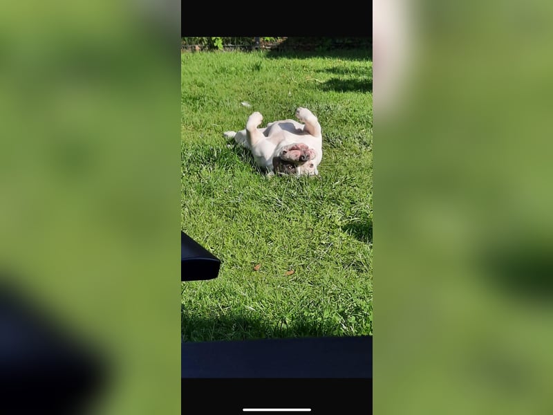 Schweren Herzens suchen wir für unseren 4-jährigen American Pocket Bully Rüden ein neues, liebevolle