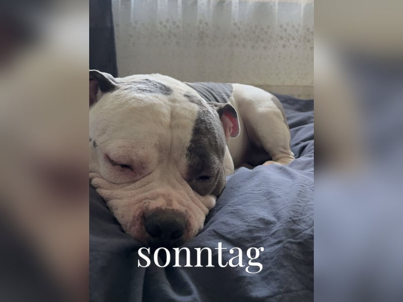 Schweren Herzens suchen wir für unseren 5 jährigen American Pocket Bully Rüden ein neues, liebevolle